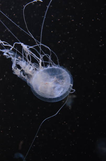 istock Beautiful illuminated jellyfish at aquarium in Berlin 1224372812