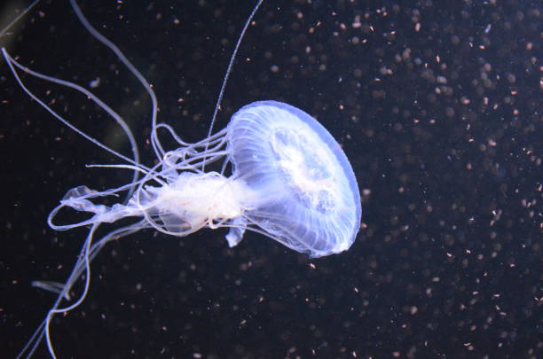 istock Beautiful illuminated jellyfish at aquarium in Berlin 1224372844