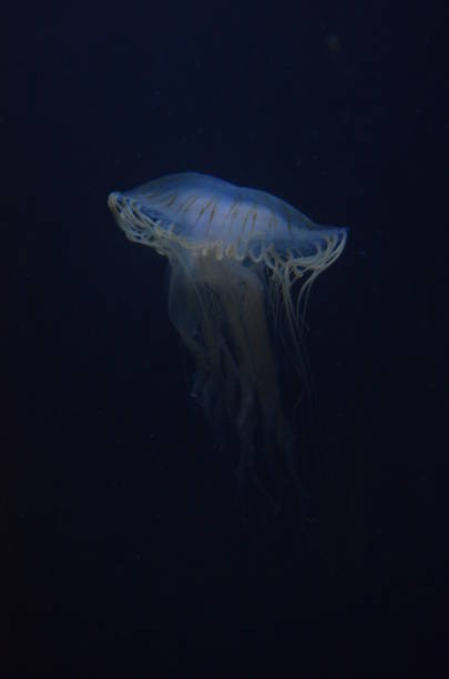 istock Beautiful illuminated jellyfish at aquarium in Berlin 1224372922