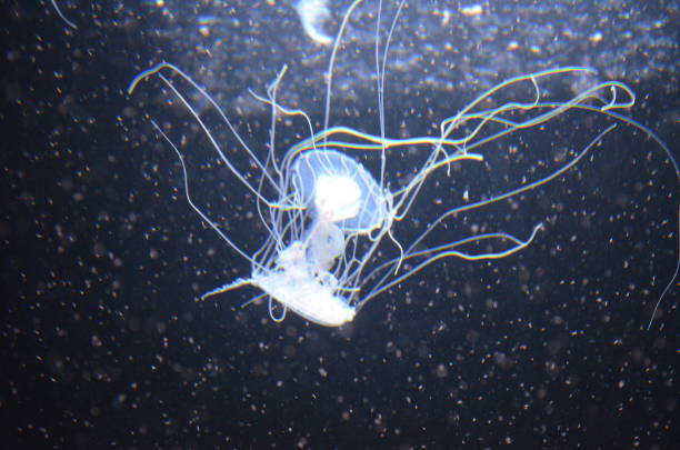 istock Beautiful illuminated jellyfish at aquarium in Berlin 1224372929