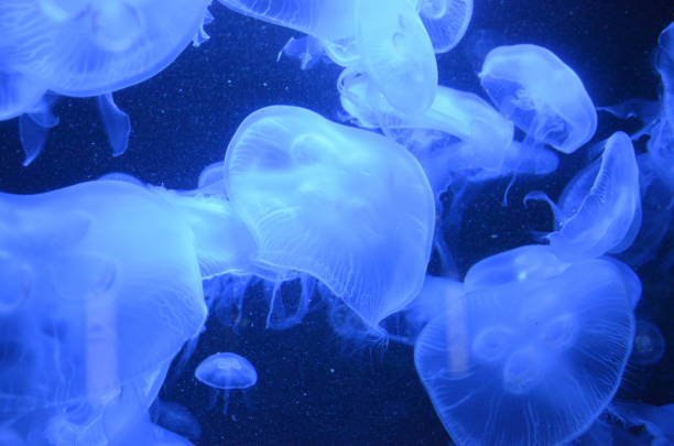 istock Beautiful illuminated jellyfish at aquarium in Berlin 1224373073