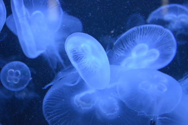istock Beautiful illuminated jellyfish at aquarium in Berlin 1224373112