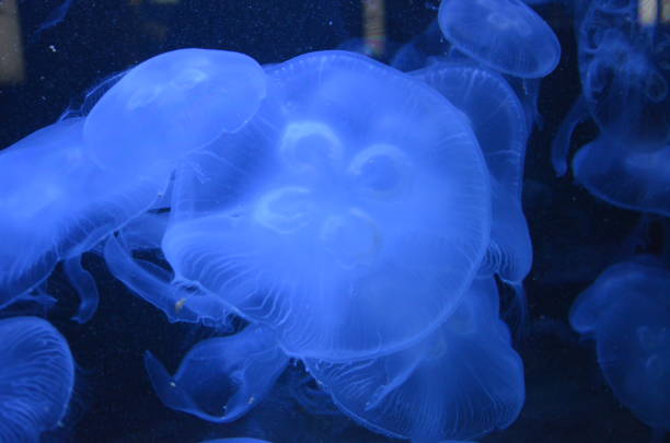 istock Beautiful illuminated jellyfish at aquarium in Berlin 1224373125