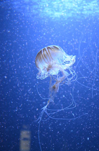 istock Beautiful illuminated jellyfish at aquarium in Berlin 1224373365