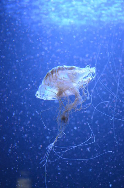istock Beautiful illuminated jellyfish at aquarium in Berlin 1224373911