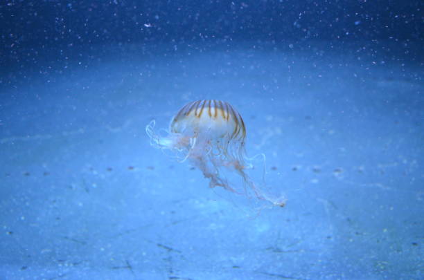 istock Beautiful illuminated jellyfish at aquarium in Berlin 1224373925