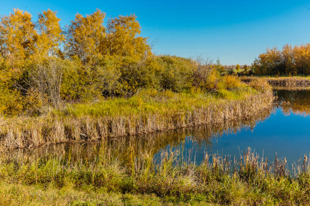 Donna L. Birkmaier Park Donna L. Birkmaier Park is located in the Briarwood neighborhood of Saskatoon. donna day stock pictures, royalty-free photos & images