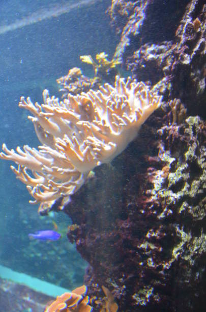 istock Coral in the Berlin Aquarium, Germany 1224374390