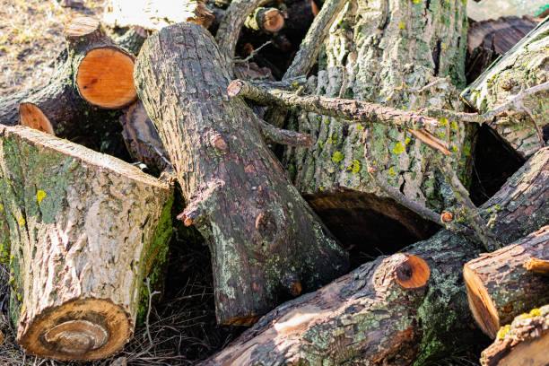 istock Prepared firewood for the grill and stove. Sawn down thick and thin tree trunks, wet and wet logs, stacked on rubble, 1224374663