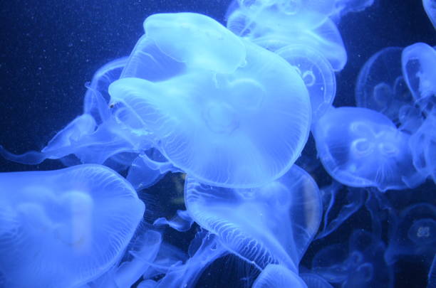 istock Beautiful illuminated jellyfish at aquarium in Berlin 1224374922