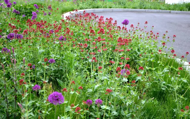 Photo of Salvia nemorosa Allium gigantheum colorful prairie flower bed with purple and red flowers in spring lush green reminiscent of a meadow