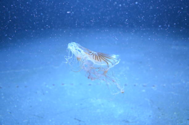 istock Beautiful illuminated jellyfish at aquarium in Berlin 1224375302