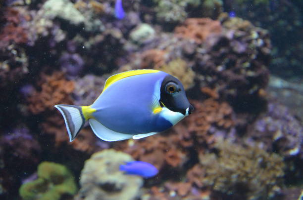 istock Tropical fish in aquarium, Berlin 1224375882