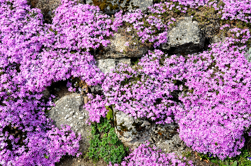 flower, flowers, nature, pink, garden, plant, purple, spring, blossom, bloom, violet, summer, green, floral, beautiful, bougainvillea, beauty, lilac, color, white, flora, petal, blooming, plants, natural, carpet, phlox, subulata, rockery, rock, slope, cover