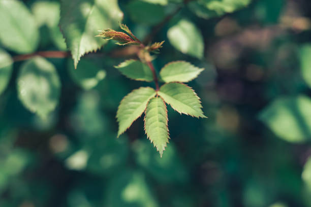 istock Close up Beautiful plant leaf flowers on a grass background texture. SUmmer concept. 1224376232