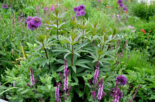 Photo of Salvia nemorosa Allium gigantheum colorful prairie flower bed with purple and red flowers in spring lush green reminiscent of a meadow