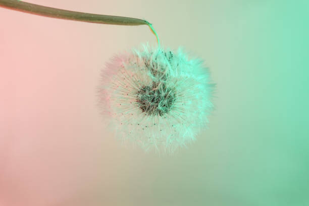 istock Close up beautiful dandelion flower color light background pattern texture. Macro Photography View. 1224376640