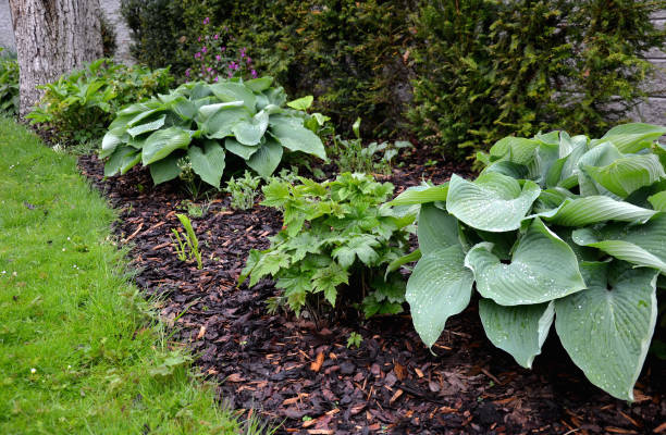 hosta tardiana halcyon duże zielone liście perenial odcień roślin tolerancyjny białe kwiaty pęczek murawy - tree shade large growth zdjęcia i obrazy z banku zdjęć