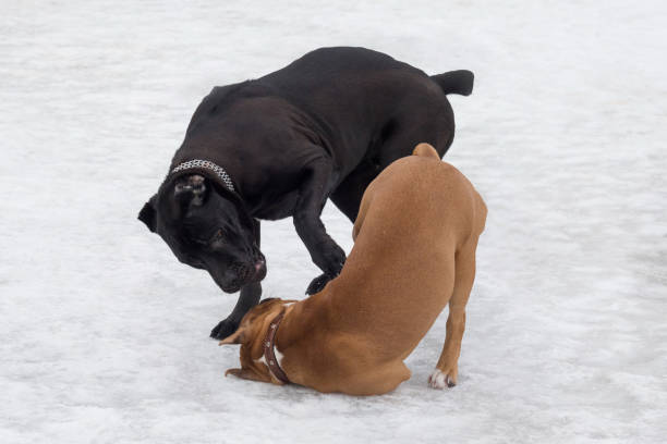 Cute italian mastiff puppy and amstaff puppy are playing in the winter park. Pet animals. Cute italian mastiff puppy and amstaff puppy are playing in the winter park. Pet animals. Purebred dog. blue nose pitbull pictures pictures stock pictures, royalty-free photos & images