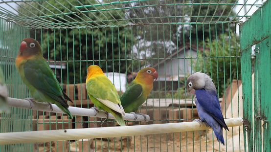 some lovebirds perched on a wooden birdcage