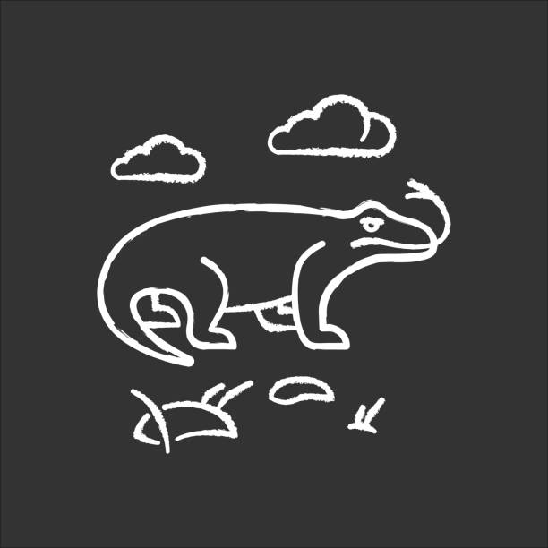 Komodo dragon chalk icon. Tropical country animals. Indonesian islands fauna. Exploring exotic wildlife. Varans in nature. Largest extant lizard. Isolated vector chalkboard illustration Komodo dragon chalk icon. Tropical country animals. Indonesian islands fauna. Exploring exotic wildlife. Varans in nature. Largest extant lizard. Isolated vector chalkboard illustration komodo dragon drawing stock illustrations