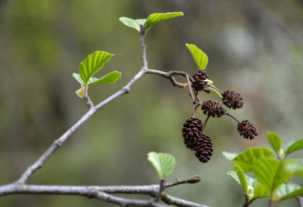 alnus glutinosa sticky alder - лиственные лиственные дерева из березовой семьи. он обычно растет до высоты около 30 метр�ов, как правило, живет около 100 лет,  - glutinosa стоковые фото и изображения