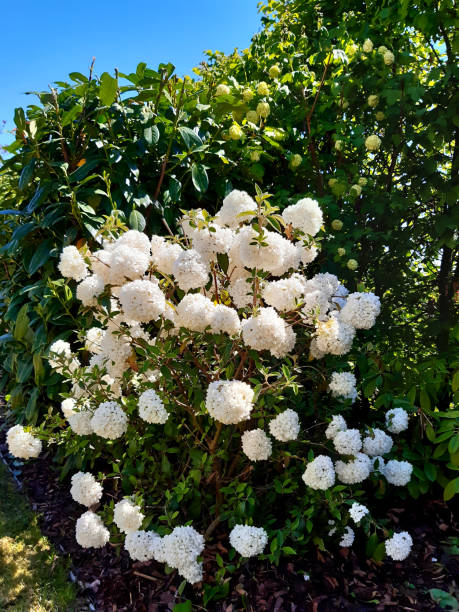 has large, cool lime-green flower heads in mid to late summer. These can last for more then a month and during this time the bracts fade to cream with a hint of pink as they age arborescens, paniculata, hydrangea, flower, white, spring, nature, flowers, blossom, green, plant, tree, garden, bloom, lilac, flora, branch, beauty, blooming, season, beautiful, leaf, bush, floral, petal, summer, blue, leaves fade in stock pictures, royalty-free photos & images