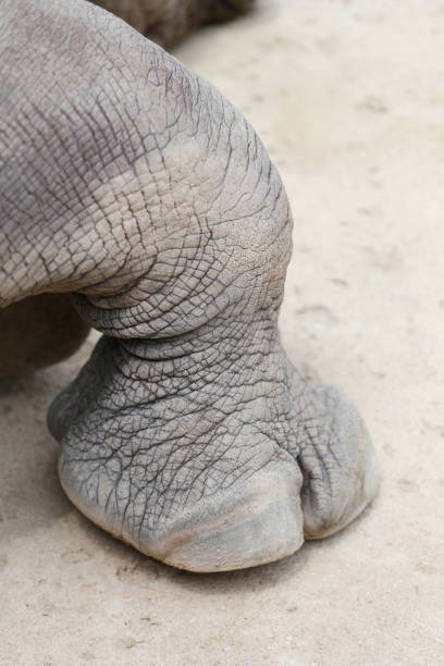 istock Foot of asian elephants. 1224379944