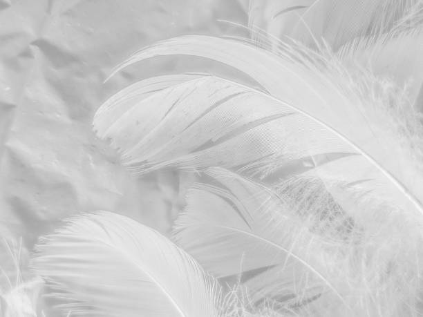 istock Beautiful abstract white feathers on white background and soft black feather texture on white pattern and light background, gray feather background, grey banners 1224381026
