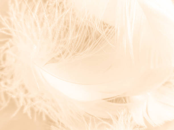 istock Beautiful abstract white and brown feathers on white background and soft yellow feather texture on white pattern and yellow background, feather background, gold feathers banners 1224381108