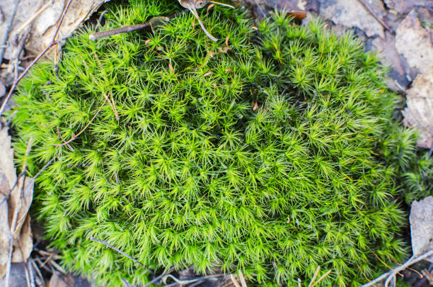 istock Green moss among dried leaves. Natural texture 1224381307