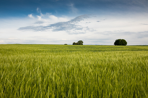 A wheat field in western Switzerland.