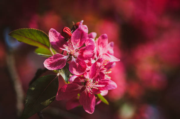 Branch with pink apple flowers. Decorative wild apple tree blooming in pink. Flowering apple tree close-up