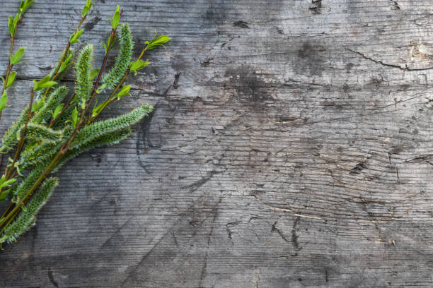 A willow with soft fluffy catkins that appear before the leaves