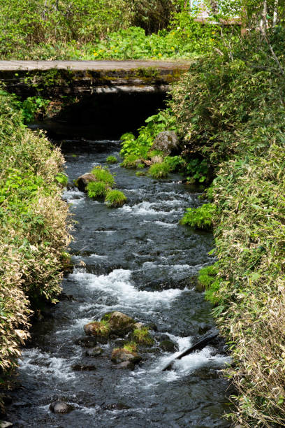 istock Creek in the spring marsh in the mountain 1224383119