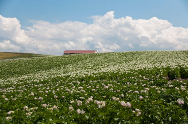 istock flowered potato field in hilly area 1224383248