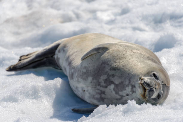 istock Leopard seal on beach with snow in Antarctica 1224383562