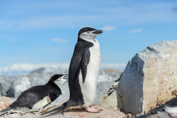 istock Chinstrap penguin on the beach in Antarctica 1224383884