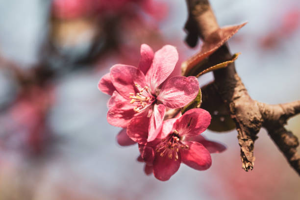 istock Branch with pink apple flowers. 1224383930
