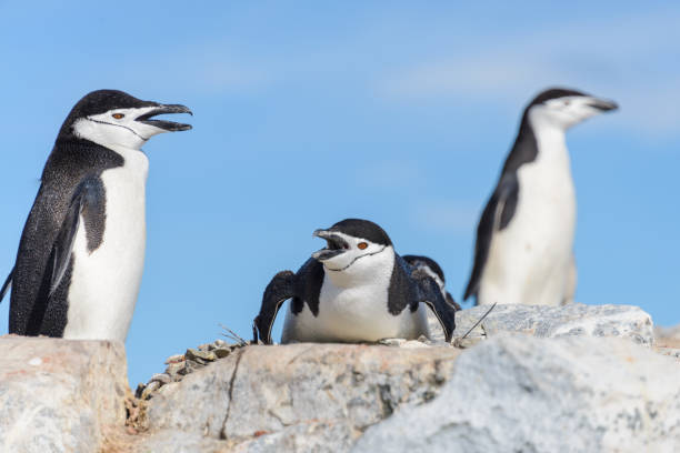 istock Chinstrap penguin on the beach in Antarctica 1224384637