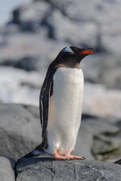istock Gentoo penguin on rock in Antarctica 1224384894