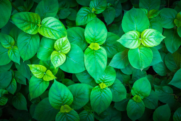 Backdrop of green leaves and black borders
