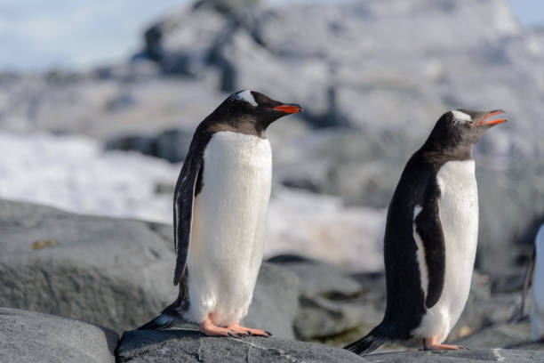 istock Gentoo penguin on rock in Antarctica 1224385782