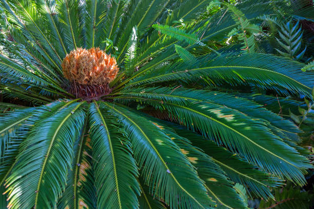 istock growth phase of a cycad 1224385856