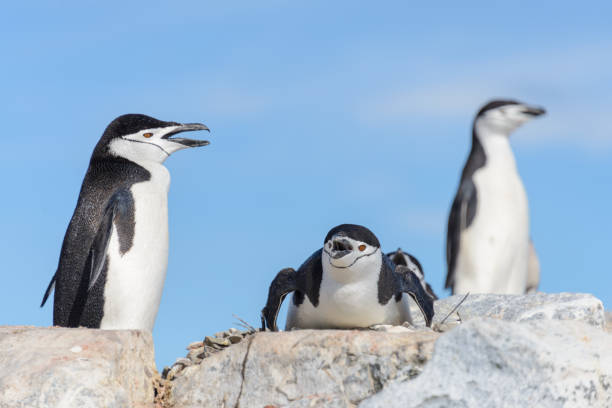 istock Chinstrap penguin on the beach in Antarctica 1224386416