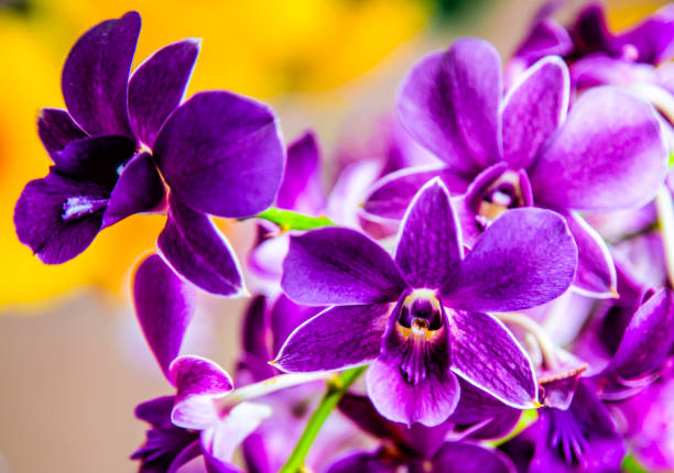 istock Beautiful violet orchids in Thailand 1224386883
