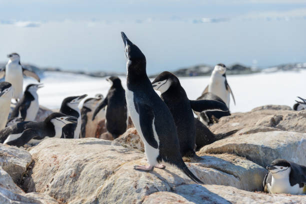 istock Chinstrap penguin on the beach in Antarctica 1224387169
