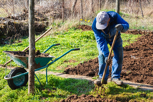 Senior Man Gardening with Pitchfork and Using Wheelbarrow in Coveralls in Springtime - Stock Photo
