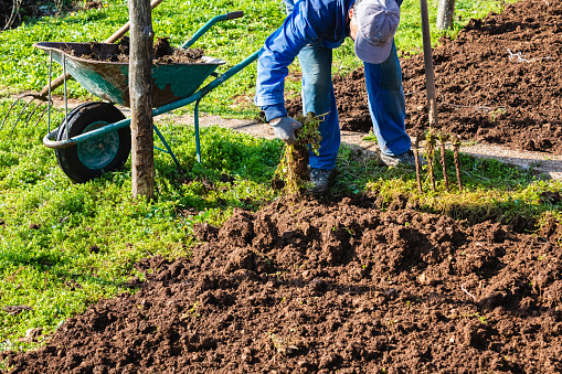 Farmer Wearing Coveralls Picking up Weeds from Garden Preparing to Plant Vegetables - Stock Photo