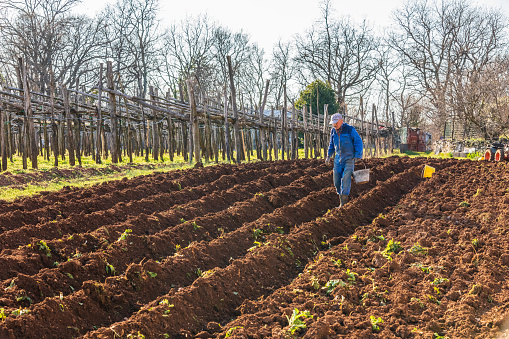 Farmer Planting Potato in Plowed Field next to Vineyard in Countryside - Stock Photo